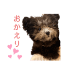 Ishii puppies 石井家の仔犬（個別スタンプ：7）