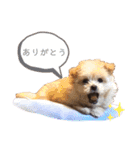 Ishii puppies 石井家の仔犬（個別スタンプ：20）