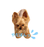 ぽんとりえぼぅ（個別スタンプ：3）