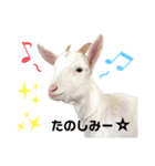 あにまるず。ぱーと6。（個別スタンプ：12）