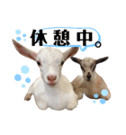 あにまるず。ぱーと6。（個別スタンプ：13）