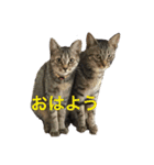 皆んなの猫さん（個別スタンプ：1）