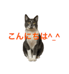 皆んなの猫さん（個別スタンプ：2）