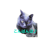 皆んなの猫さん（個別スタンプ：3）