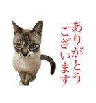 皆んなの猫さん（個別スタンプ：4）