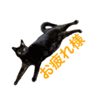 皆んなの猫さん（個別スタンプ：5）