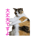 皆んなの猫さん（個別スタンプ：6）
