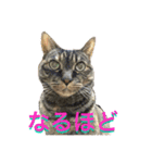 皆んなの猫さん（個別スタンプ：7）