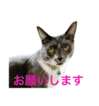 皆んなの猫さん（個別スタンプ：8）