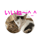 皆んなの猫さん（個別スタンプ：9）