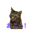 皆んなの猫さん（個別スタンプ：10）