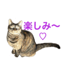 皆んなの猫さん（個別スタンプ：11）