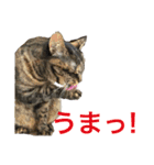 皆んなの猫さん（個別スタンプ：13）