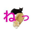 皆んなの猫さん（個別スタンプ：14）