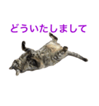 皆んなの猫さん（個別スタンプ：15）