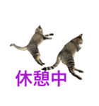皆んなの猫さん（個別スタンプ：16）