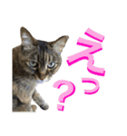 皆んなの猫さん（個別スタンプ：17）