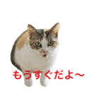 皆んなの猫さん（個別スタンプ：18）