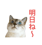 皆んなの猫さん（個別スタンプ：19）