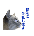 皆んなの猫さん（個別スタンプ：20）