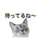皆んなの猫さん（個別スタンプ：21）