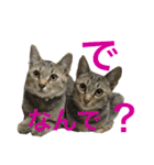 皆んなの猫さん（個別スタンプ：22）