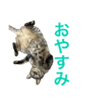 皆んなの猫さん（個別スタンプ：24）