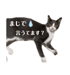 佐藤ポポ（個別スタンプ：11）