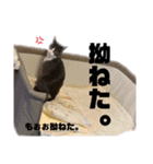 佐藤ポポ（個別スタンプ：13）