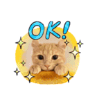 うちのCats2（個別スタンプ：5）