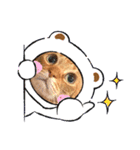 うちのCats2（個別スタンプ：6）
