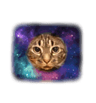 うちのCats2（個別スタンプ：10）