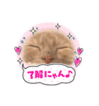 うちのCats2（個別スタンプ：11）