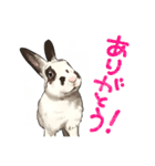 うさぎのノアさん（個別スタンプ：7）