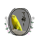 セキセイインコのきんちゃん（個別スタンプ：11）