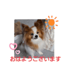 ぱぴぱぴパピヨン17（個別スタンプ：1）