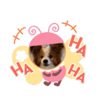 ぱぴぱぴパピヨン17（個別スタンプ：4）