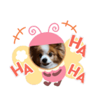 ぱぴぱぴパピヨン17（個別スタンプ：5）