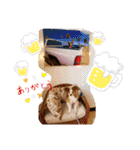 ぱぴぱぴパピヨン17（個別スタンプ：11）