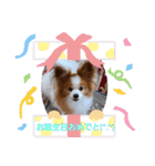 ぱぴぱぴパピヨン17（個別スタンプ：17）