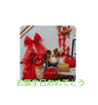 ぱぴぱぴパピヨン17（個別スタンプ：19）