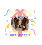 ぱぴぱぴパピヨン17（個別スタンプ：20）
