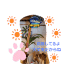 ぱぴぱぴパピヨン17（個別スタンプ：25）