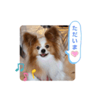 ぱぴぱぴパピヨン17（個別スタンプ：26）