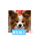 ぱぴぱぴパピヨン17（個別スタンプ：32）