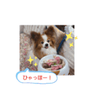 ぱぴぱぴパピヨン17（個別スタンプ：37）
