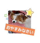 ぱぴぱぴパピヨン17（個別スタンプ：40）