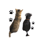家にいる猫と犬日常会話スタンプ（個別スタンプ：1）