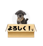 家にいる猫と犬日常会話スタンプ（個別スタンプ：5）