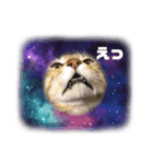 家にいる猫と犬日常会話スタンプ（個別スタンプ：8）